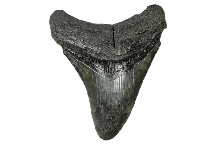 Fossil Megalodon Tooth - South Carolina #168060